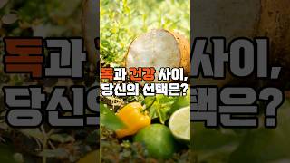 열대지방 슈퍼푸드, 카사바! 잘못 먹으면 독?