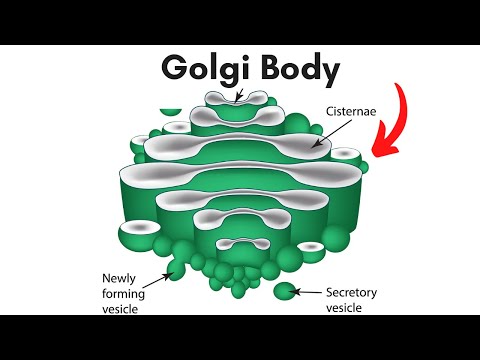 Video: Co je to Golgiho tělo v restauraci?