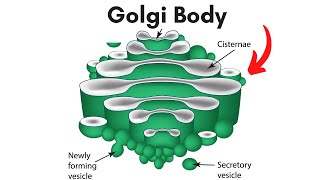 Golgi body Location and Function