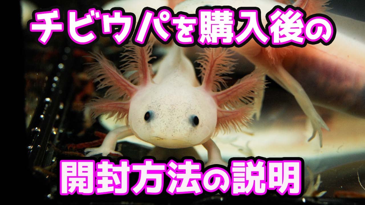 エラふさチビウーパールーパー♪ 購入後してお家に到着後の開封方法を