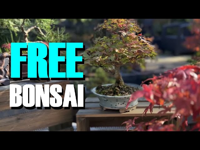 dawn redwood bonsai forest Dawn Redwood Bonsai Tree – Bella Bonsai Nursery main image 0