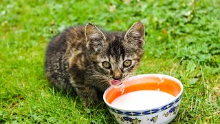 10 foods you should never feed your cat