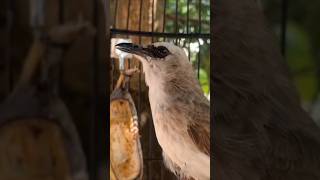 Download Lagu akan respon trucukanmu #trucuk #trucukan #trucukropel #ropel #ropelmania #suaraburung #birdsong MP3