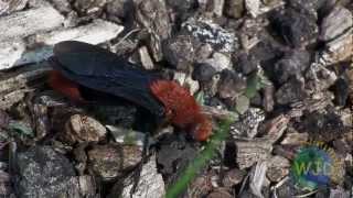 Male Red Velvet Ants in search of females