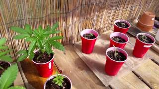 Week 5 Transplant prep/Update