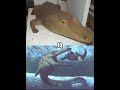 Mastodonsaurus vs Clidastes #shorts