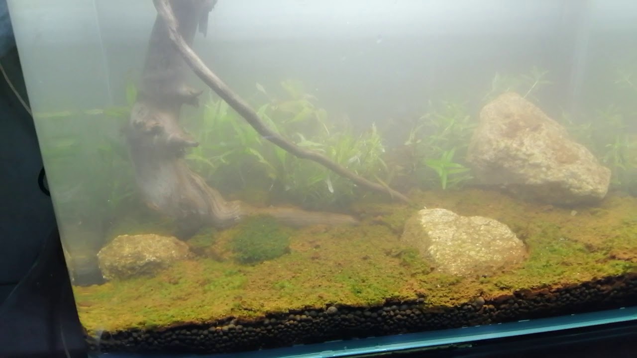 Bể rêu minifiss (day 1) - YouTube
