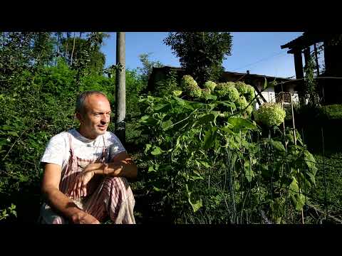 Video: Puoi mangiare germogli di zucca: preparare zucca, zucchine e viticci di zucca