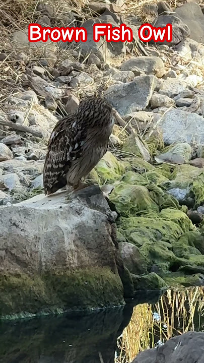 Brown Fish Owl in Ranthambhore  #owl  #brownfishowl #bigowl