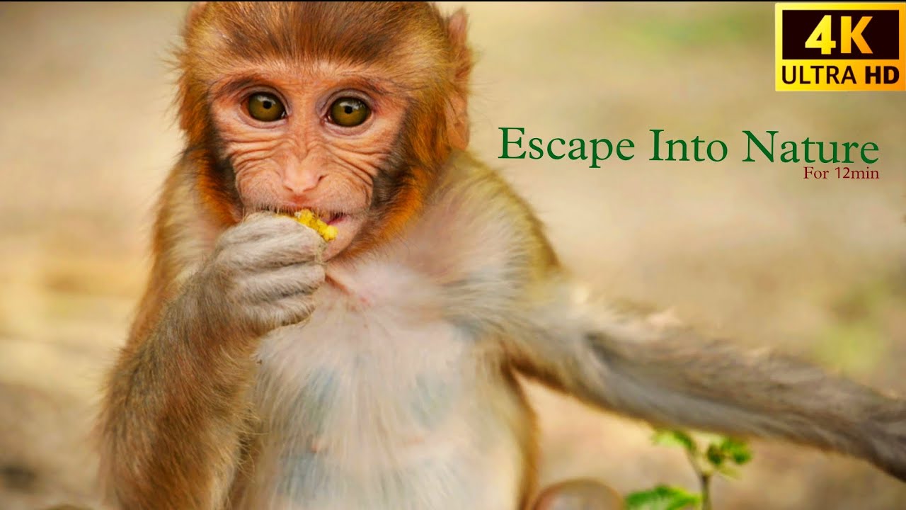 Escape Into Nature 🌿I  Relaxing Forest Sounds I Birds & Wildlife in 4K