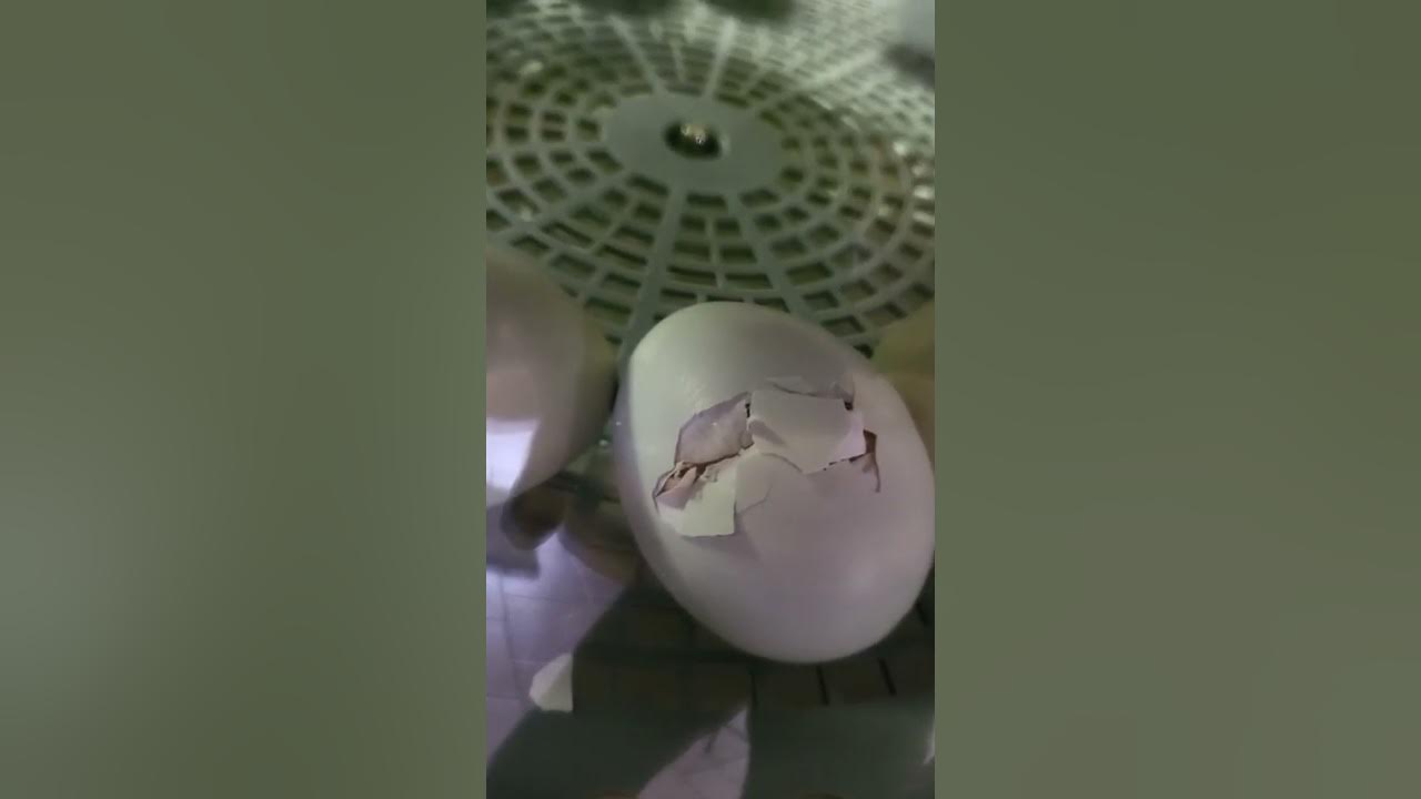 chicken-egg-hatching-process-youtube