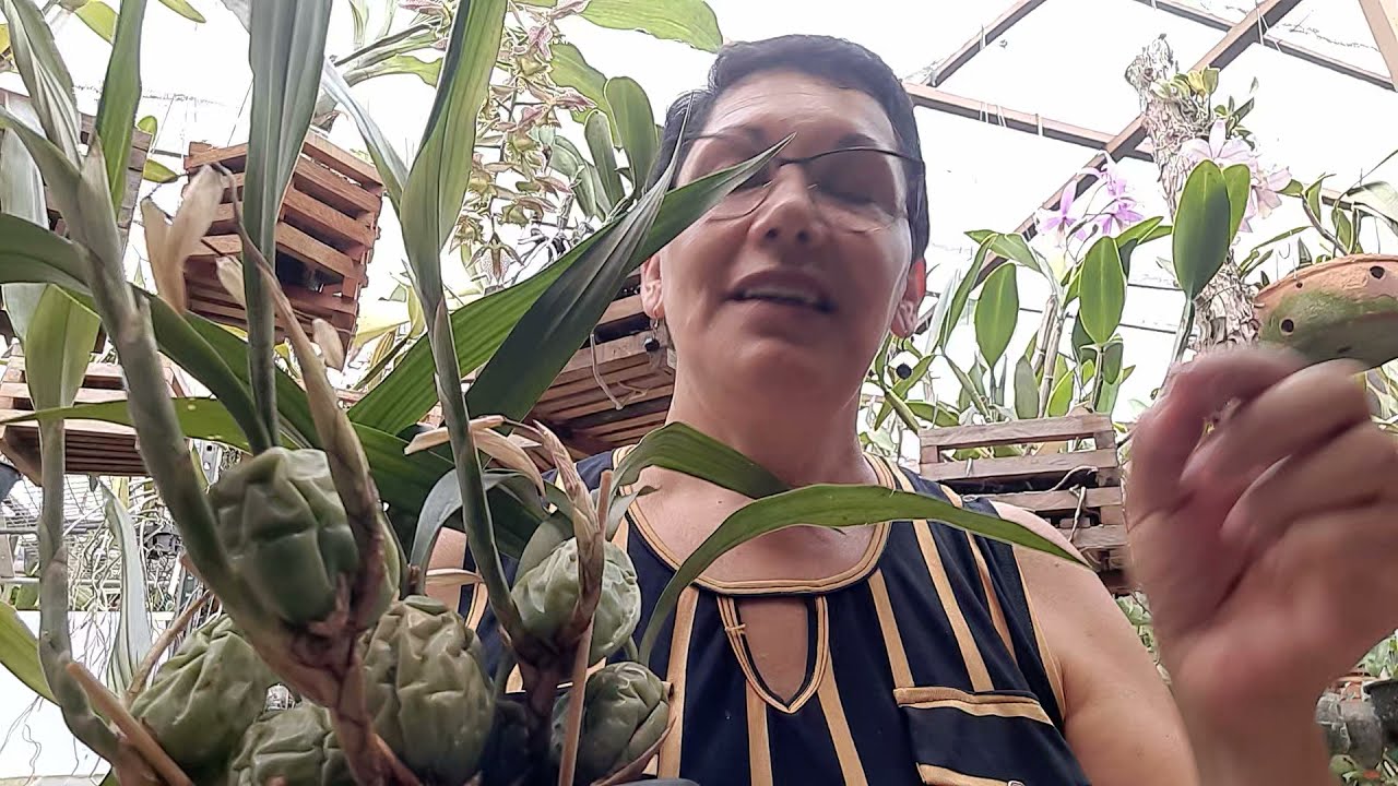 Coelogyne  cristata. Vejam o segredo dessa orquídea!!! #orquídeas www.orquidariohortolandia.com.br