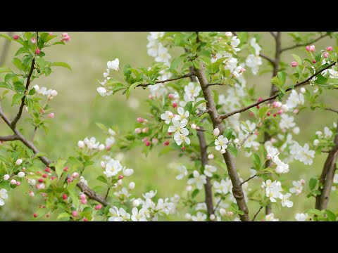 愛の誕生日　　あいざき進也　　ズミの花の咲く頃