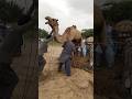 رجل يدفع جمل ا إلى داخل سيارة في صحراء ثار 