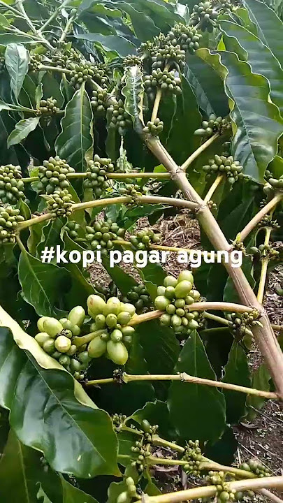 Kawe clon wafi. Di desa pagar agung