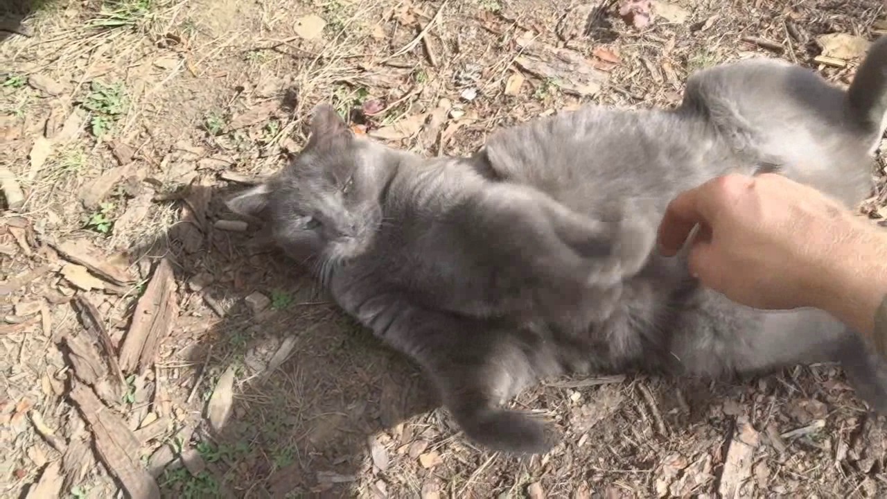 Russian Blue Cat At Play Youtube