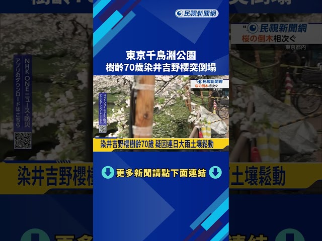 東京千鳥淵公園 樹齡70歲染井吉野櫻突倒塌－民視新聞