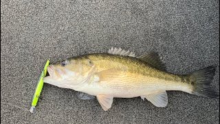 Jerkbait Setup // Fall &amp; Winter Bass Fishing