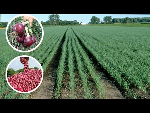 MKULIMA Nimelima VITUNGUU EKARI 1 NIKAPATA GUNIA 70 Nategemea Zaidi Ya Million 20