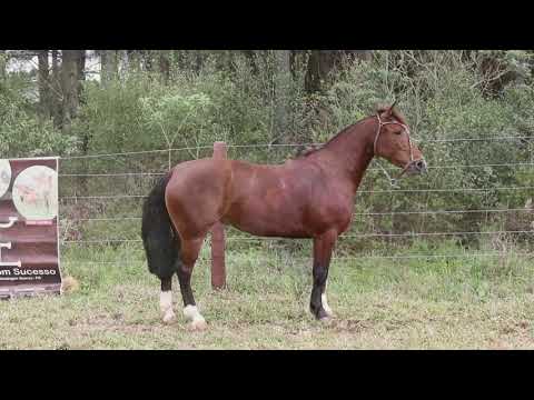 Lote 09 OROSUL FURIOSA