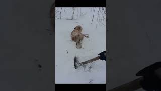 Лиса в снежном плену. fox in snow captivity. الثعلب في الأسر الثلجية