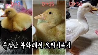 [ENG] 오복이 이야기/ 오리부화/ 유정란에서 오리키우기 /Duck birth and growth / duck's life from eggs to the adult