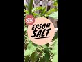 Epsom Salt 🧂 Does It Work? Garden Tips