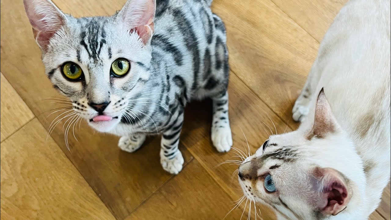 BEST CAT TOY EVER Go Cat Da Bird Toy! YouTube