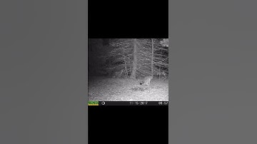 Coyote Just Misses the Trap! #short #shorts #shortss