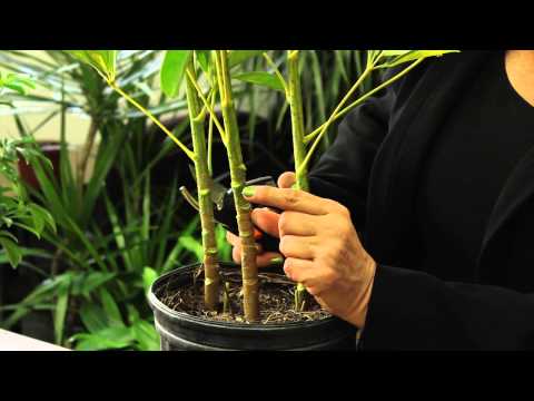 How to Prune a Schefflera Plant : Gardening & Plant Care