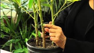 How to Prune a Schefflera Plant : Gardening & Plant Care