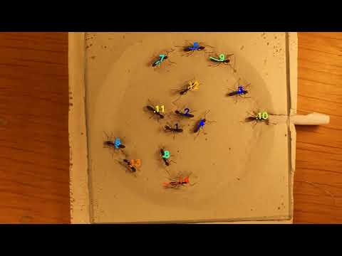 14 ants tracked with idtracker.ai
