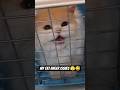 My Cat Anger Issues 😾😅 #cat #viral #shorts #anger #funnycat #trending #funniestvideo #persiancat