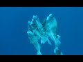 Palau Bumphead Spawning - Tarło Bumpheadów na Palau