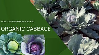 Growing Organic Cabbage in South Africa