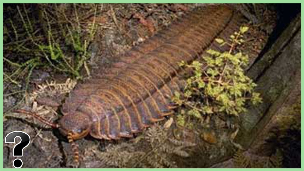 What If Arthropleura Didn't Get Extinct? - YouTube