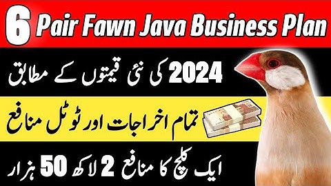 Fawn Java 6 Pair Feasibility Report | Java Business Plan | Profitable Bird Business | Mini Zoo