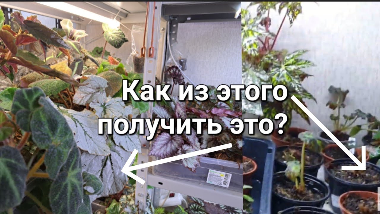 Бегонии. Секреты ухода. - YouTube