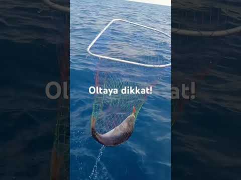 Dev balık geldi