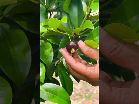 فيديو: ما هو Grumichama: معلومات عن نبات Grumichama ونصائح متزايدة