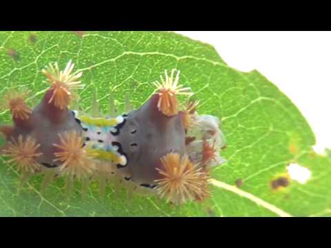 Video: What Are Cup Moths: The Mottled Cup Moth and Other Types of Cup Moths