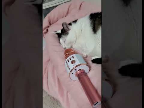 80smusic Automobile Cover Barbershop Barber Singer Design Cat Comedy Dance Bollywood 