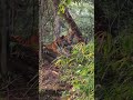 Bandhavgarh jungle safari #winterseason #morningsafari #catlife #wildlife #jungle #shorts