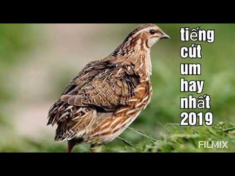 Video tiếng cút mồi chuẩn nhất. um là về. - youtube