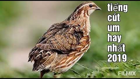 tiếng cút mồi chuẩn nhất. um là về.