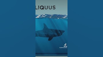 Clip from "Finding Megalodon" #megalodon #prehistoricanimals #sea #ocean #nature #naturedocumentary