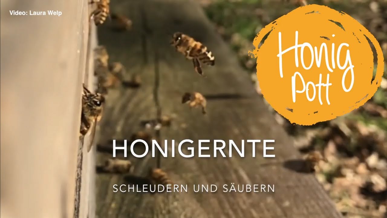 Honigernte - Schleudern und säubern