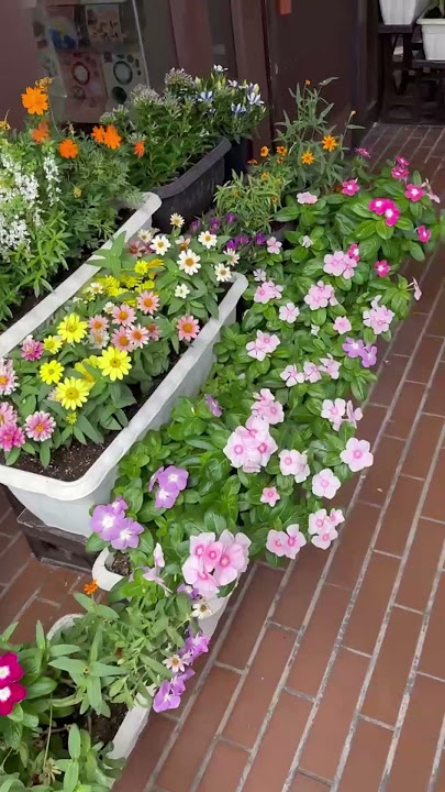秋の花　やさしい朝 #original #flute  #garden　#flower #vlogmusic #gentlemorning  #bgm