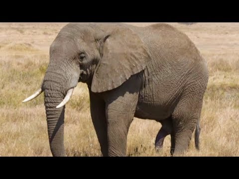 Video: Zakaj Se Sloni Bojijo Miši?