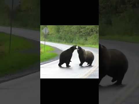 Epic Bear Fight Ytshort Bear Fusionanimals Animals